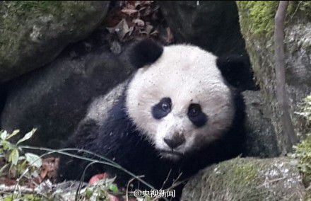 四川唐家河發(fā)現一只受傷熊貓 或被黃喉貂圍攻