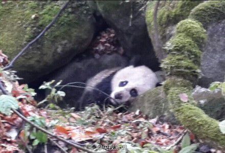 四川唐家河發(fā)現一只受傷熊貓 或被黃喉貂圍攻