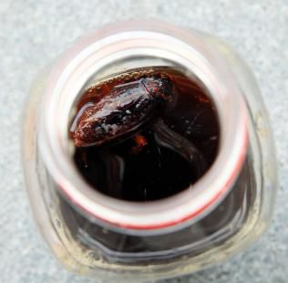 男子喝下“蟑螂”涼茶灌4升水狂吐“洗胃”(圖) 男子喝下“蟑螂”涼茶灌4升水狂吐“洗胃”(圖)