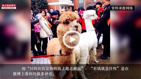 四川某高校請羊駝助陣馬術專業(yè) 網(wǎng)友稱有錢任性