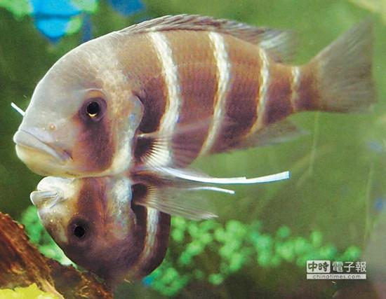 這對(duì)連體魚(yú)上面的哥哥體型較大，約是下面弟弟的2倍