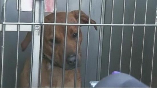 圖為當時襲擊艾琳的兩只惡犬其中之一。