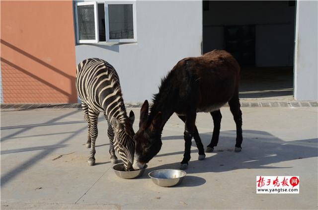 圖斑馬和驢子在一起共同進(jìn)食。