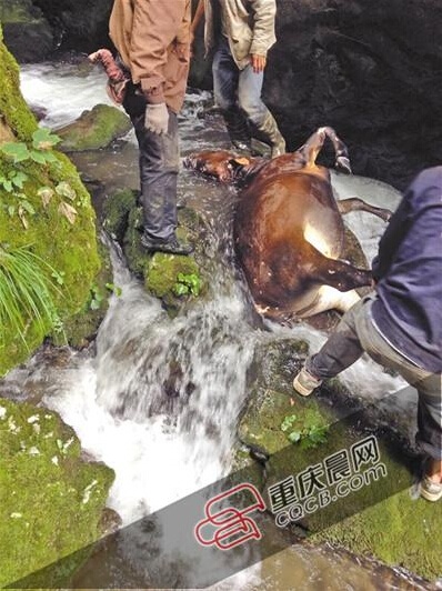 黃牛掉到懸崖下的小溪中。