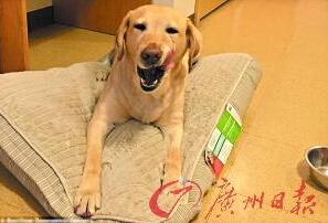 機(jī)智的導(dǎo)盲犬尤蘭達(dá)。