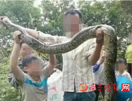 膽真大！男子抓野生大蟒燉湯 蟒蛇屬國家一級保護動物(圖)