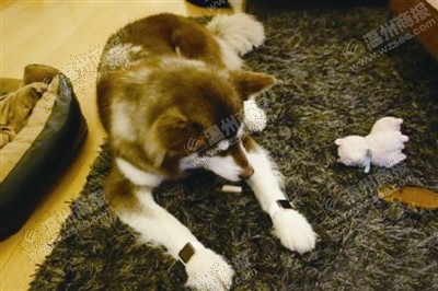 說(shuō)到蘋(píng)果表，昨天的網(wǎng)友大為感嘆：人比人，氣死人了。不！是人比狗，氣死人。