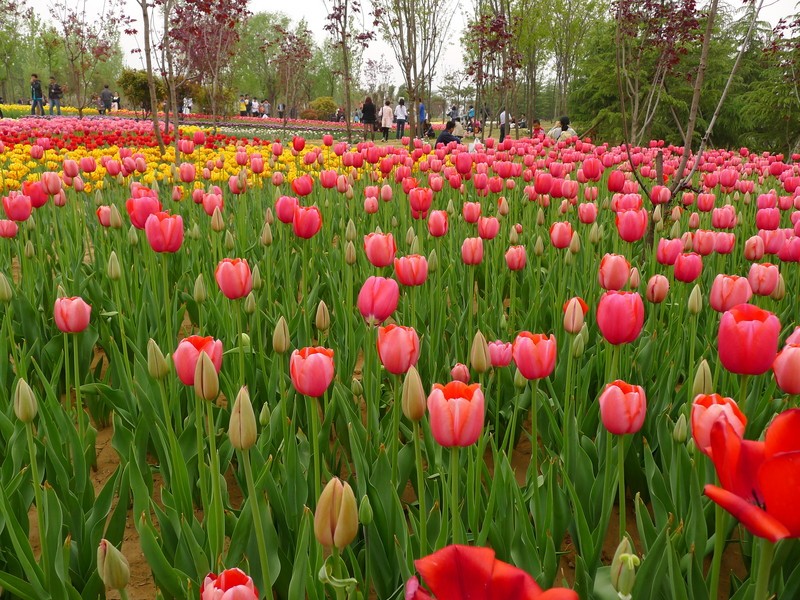 粽子節(jié)遇上兒童節(jié)，你想好去哪了么？