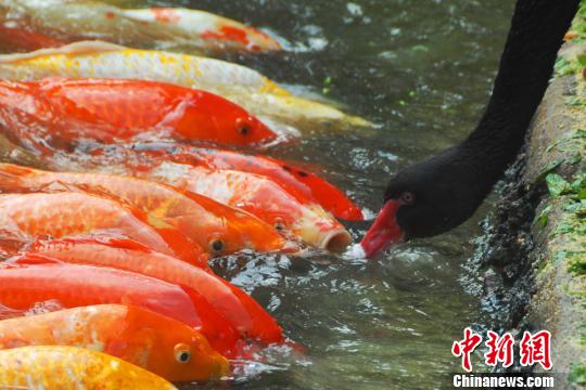 深圳動(dòng)物園黑天鵝喂食錦鯉魚“日久生情”場(chǎng)面溫馨 深圳動(dòng)物園黑天鵝喂食錦鯉魚“日久生情”場(chǎng)面溫馨