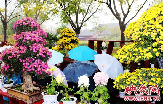 天好、花美 中國(guó)開封第32屆菊花文化節(jié)延長(zhǎng)一周