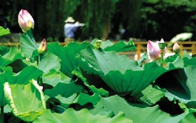 紫荊山公園2012年荷花碗蓮展開展 紫荊山公園2012年荷花碗蓮展開展