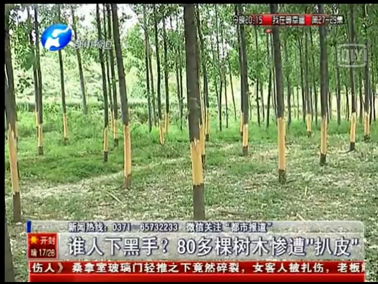 80多棵樹被“扒皮” 誰痛下黑手？