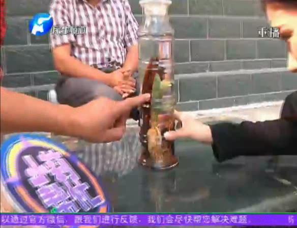 神奇！泡酒人參發(fā)芽長樹葉