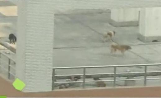 實(shí)驗(yàn)后被遺棄 小狗惹人憂(yōu)