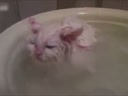 喜歡在盆里暖浴喵咪！這貨太懶了