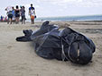 海洋環(huán)境惡化？巴西30鯨魚擱淺
