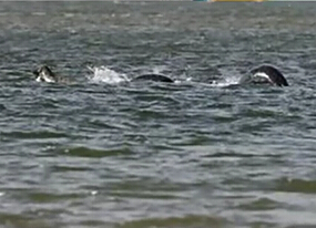 尼斯湖水怪又現(xiàn)？ 清晰照引熱議