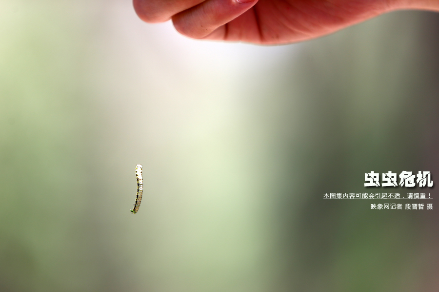 當(dāng)小蟲(chóng)子從樹(shù)上垂絲而下懸在半空中時(shí)，給路上的行人帶來(lái)諸多不便