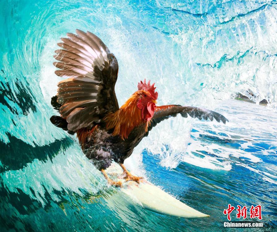 有趣！英國一公司推出公雞日歷