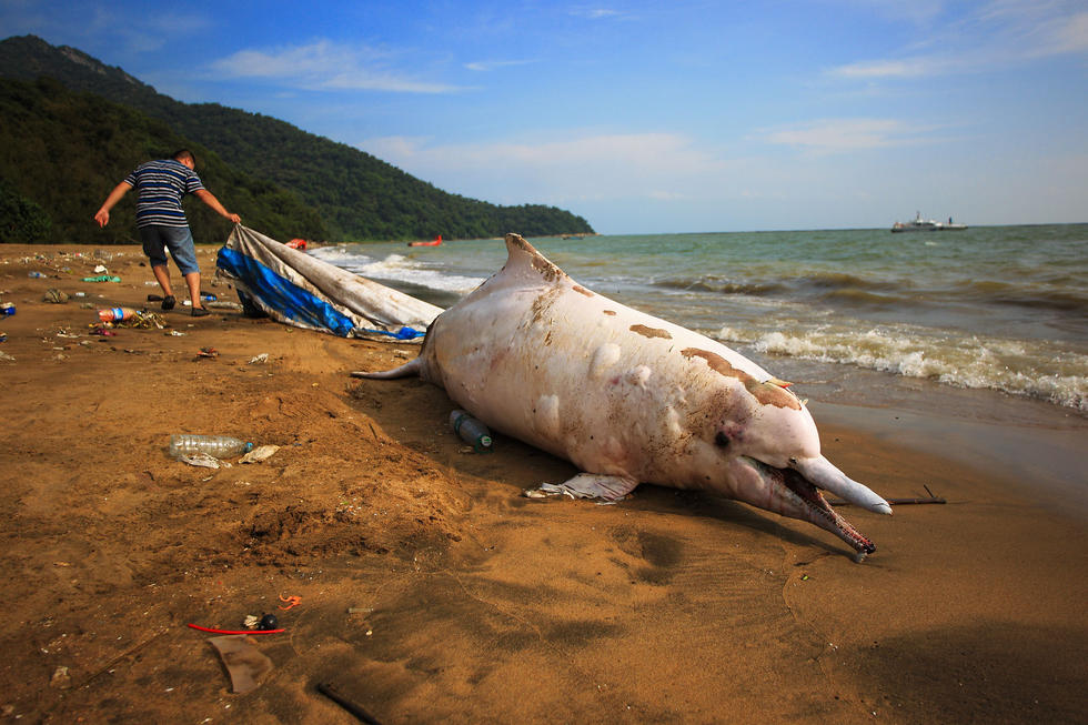 一只中華白海豚在深圳海灘擱淺死亡