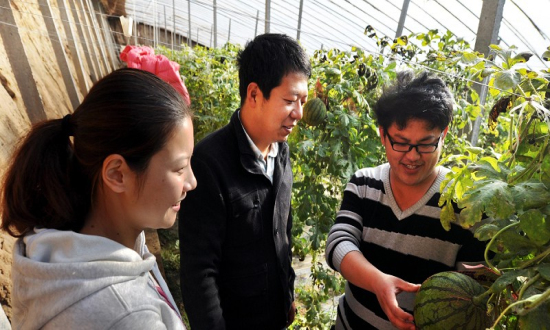陳國(guó)梁(中)和鹿曼(左)在學(xué)習(xí)西瓜的管理 陳國(guó)梁(中)和鹿曼(左)在學(xué)習(xí)西瓜的管理